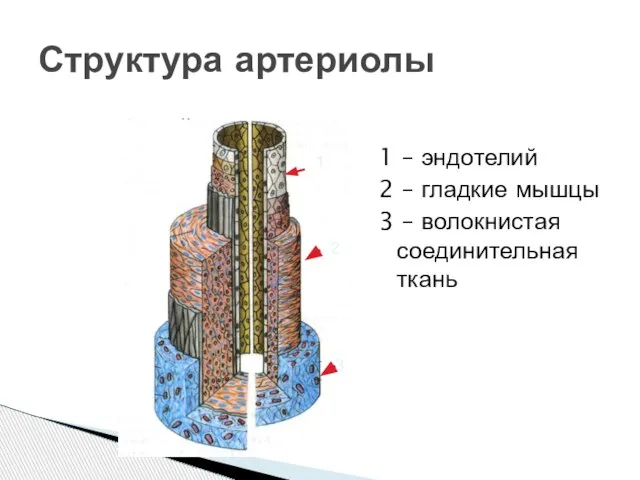 1 – эндотелий 2 – гладкие мышцы 3 – волокнистая соединительная ткань