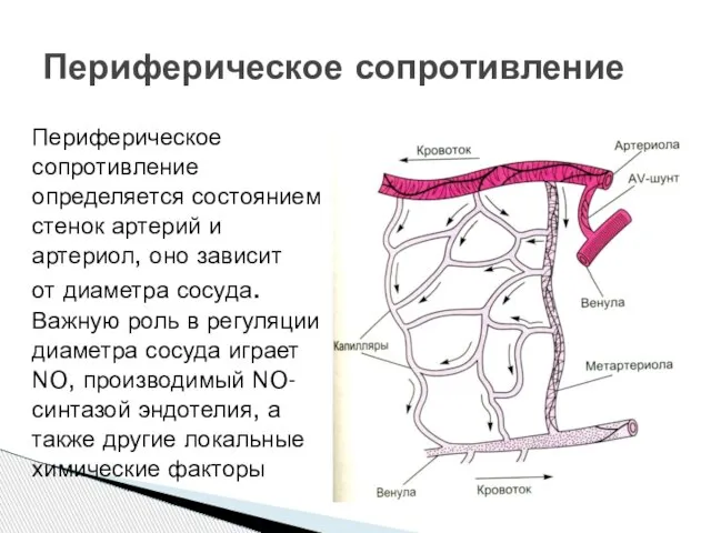Периферическое сопротивление определяется состоянием стенок артерий и артериол, оно зависит от диаметра