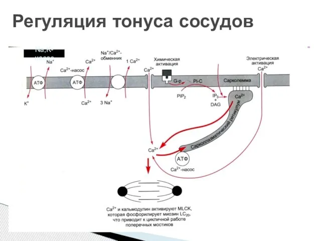 Регуляция тонуса сосудов Na,K-насос