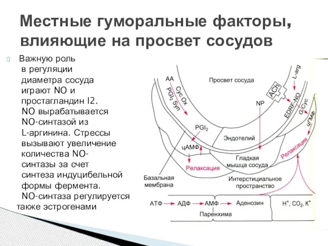 Важную роль в регуляции диаметра сосуда играют NO и простагландин I2. NO