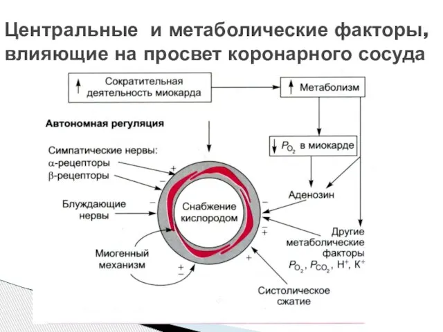 Центральные и метаболические факторы, влияющие на просвет коронарного сосуда