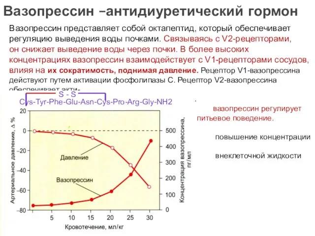 Вазопрессин –антидиуретический гормон Вазопрессин представляет собой октапептид, который обеспечивает регуляцию выведения воды