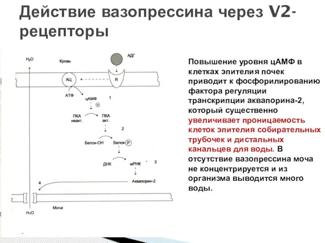 Действие вазопрессина через V2-рецепторы Повышение уровня цАМФ в клетках эпителия почек приводит