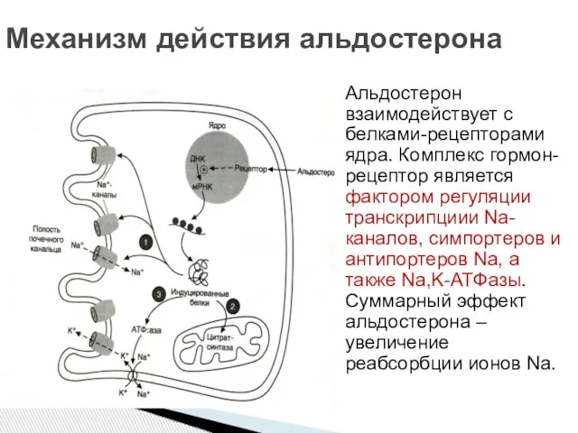 Альдостерон взаимодействует с белками-рецепторами ядра. Комплекс гормон-рецептор является фактором регуляции транскрипциии Na-каналов,