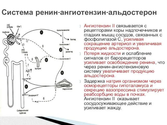 Ангиотензин II связывается с рецепторами коры надпочечников и гладких мышц сосудов, связанных