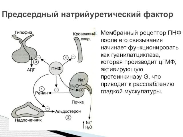 Мембранный рецептор ПНФ после его связывания начинает функционировать как гуанилатциклаза, которая производит