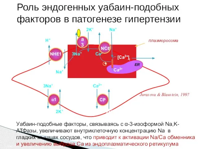 SO02 PC64 плазмеросома Na+ H+ Ca2+ ER [Ca2+]i contraction Na+ Ca2+ NCE