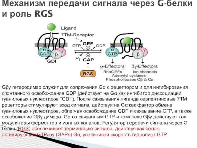 Механизм передачи сигнала через G-белки и роль RGS Gβγ гетеродимер служит для