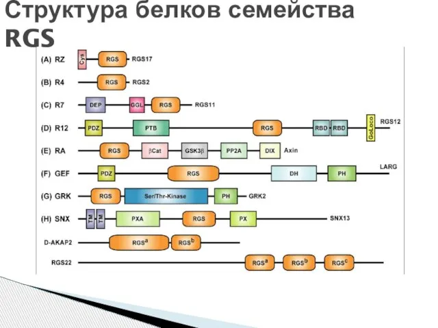 Структура белков семейства RGS