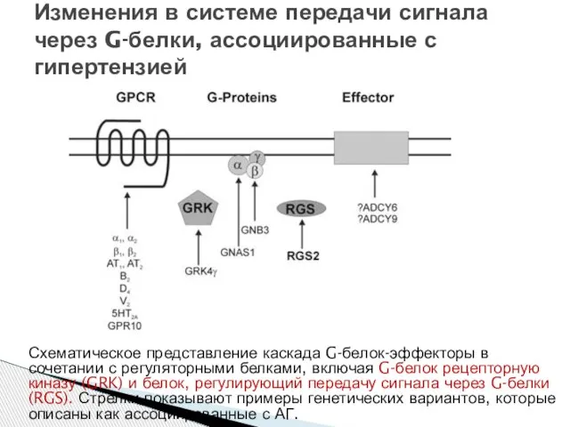 Схематическое представление каскада G-белок-эффекторы в сочетании с регуляторными белками, включая G-белок рецепторную