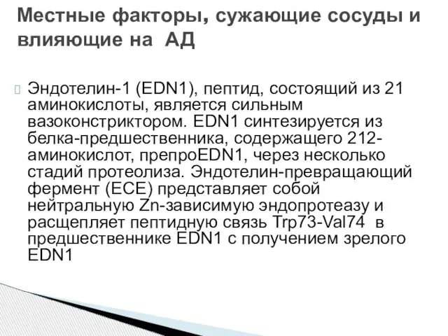 Эндотелин-1 (EDN1), пептид, состоящий из 21 аминокислоты, является сильным вазоконстриктором. EDN1 синтезируется