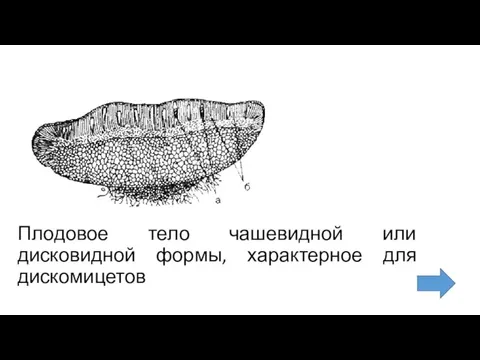 Плодовое тело чашевидной или дисковидной формы, характерное для дискомицетов