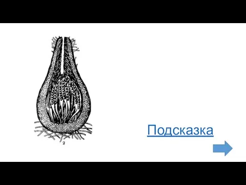 Подсказка