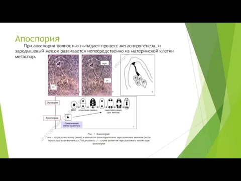 Апоспория При апоспории полностью выпадает процесс мегаспорогенеза, и зародышевый мешок развивается непосредственно из материнской клетки мегаспор.