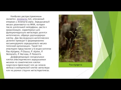 Наиболее распространенным является Antenaria-тип, описанный впервые у Antenaria alpia. Зародышевый мешок развивается