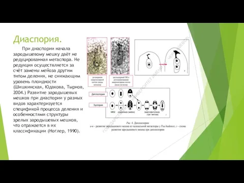 Диаспория. При диаспории начала зародышевому мешку даёт не редуцированная мегаспора. Не редукция