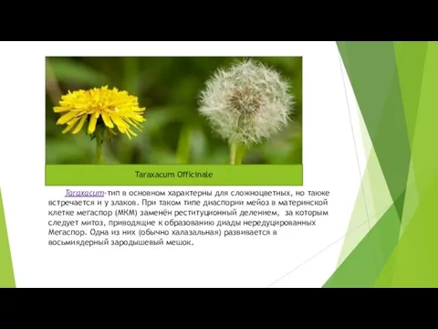 Taraxacum-тип в основном характерны для сложноцветных, но также встречается и у злаков.