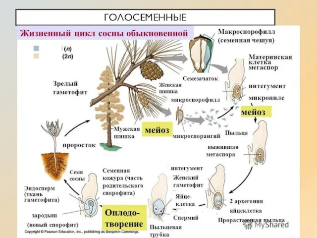 ГОЛОСЕМЕННЫЕ