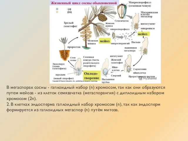 В мегаспорах сосны - гаплоидный набор (n) хромосом, так как они образуются