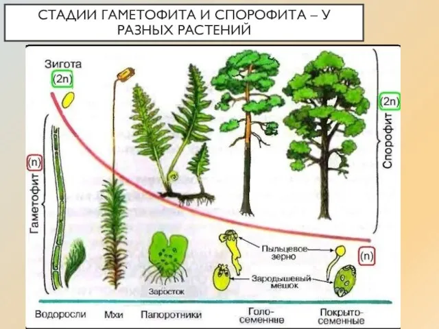 СТАДИИ ГАМЕТОФИТА И СПОРОФИТА – У РАЗНЫХ РАСТЕНИЙ