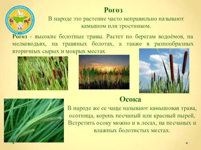 Рогоз В народе это растение часто неправильно называют камышом или тростником. Рогоз