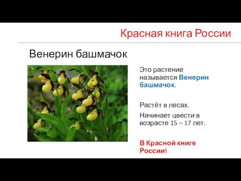 Венерин башмачок Это растение называется Венерин башмачок. Растёт в лесах. Начинает цвести
