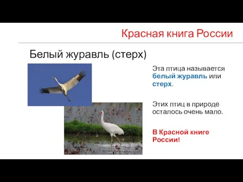 Белый журавль (стерх) Эта птица называется белый журавль или стерх. Этих птиц
