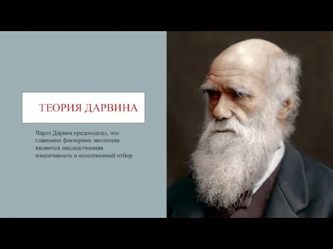 ТЕОРИЯ ДАРВИНА Чарлз Дарвин предполагал, что главными факторами эволюции являются наследственная изменчивость и естественный отбор.