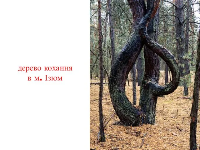 дерево кохання в м. Ізюм