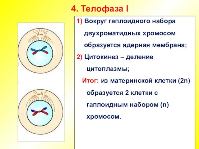 4. Телофаза I 1) Вокруг гаплоидного набора двухроматидных хромосом образуется ядерная мембрана;