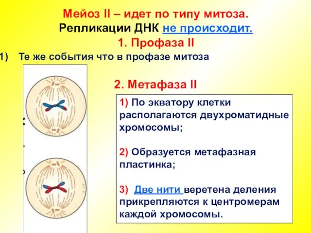 Мейоз II – идет по типу митоза. Репликации ДНК не происходит. 1.