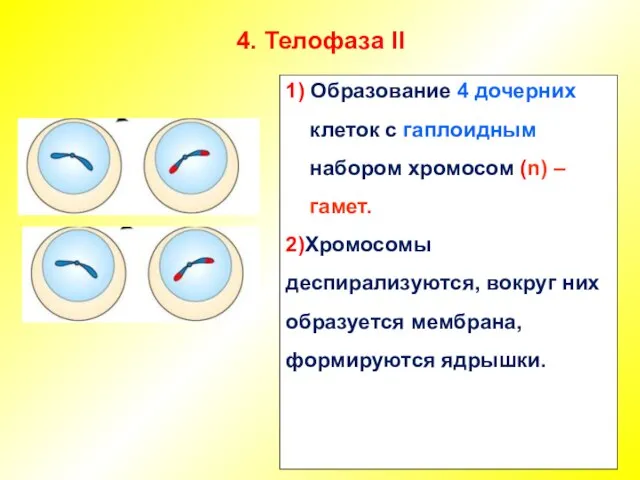4. Телофаза II 1) Образование 4 дочерних клеток с гаплоидным набором хромосом