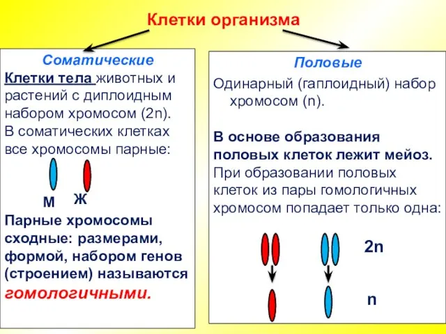 Клетки организма Соматические Клетки тела животных и растений с диплоидным набором хромосом