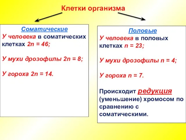 Клетки организма Соматические У человека в соматических клетках 2n = 46; У