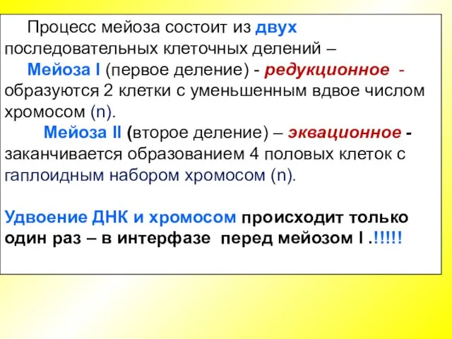 Процесс мейоза состоит из двух последовательных клеточных делений – Мейоза I (первое