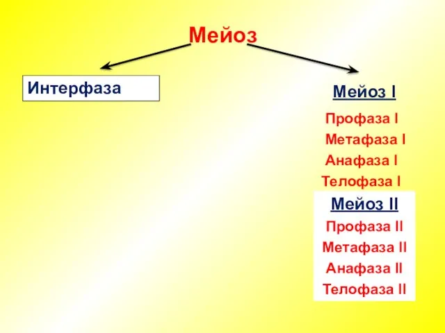 Мейоз Интерфаза Мейоз I Профаза I Метафаза I Анафаза I Телофаза I