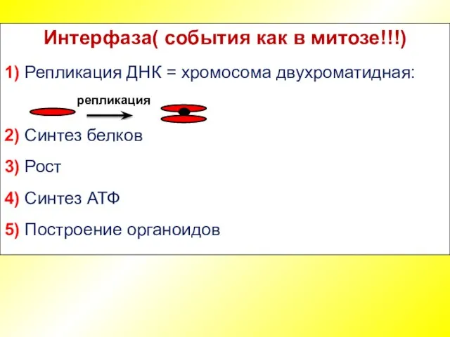 Интерфаза( события как в митозе!!!) 1) Репликация ДНК = хромосома двухроматидная: 2)