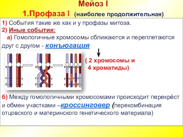 Мейоз I 1.Профаза I (наиболее продолжительная) 1) События такие же как и