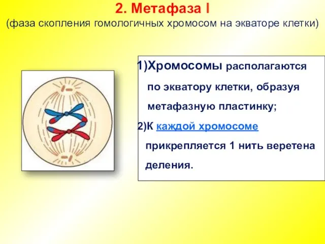 2. Метафаза I (фаза скопления гомологичных хромосом на экваторе клетки) Хромосомы располагаются