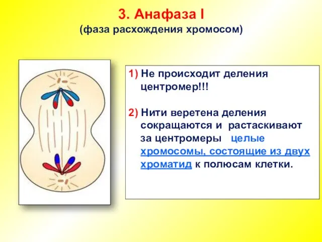 3. Анафаза I (фаза расхождения хромосом) 1) Не происходит деления центромер!!! 2)
