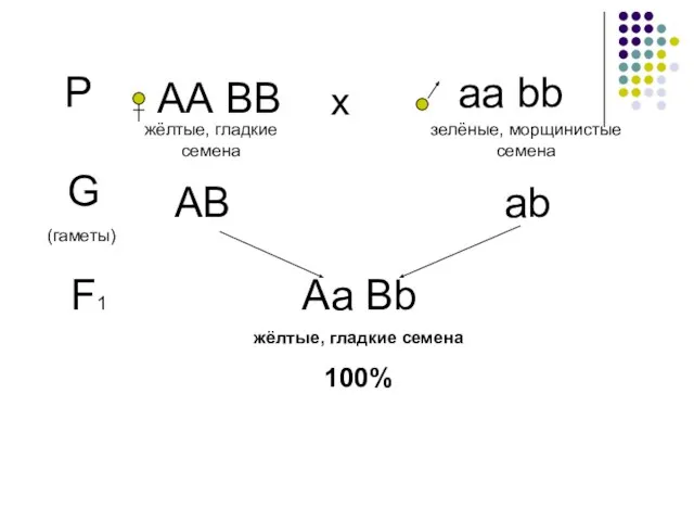 Р АА ВВ аа bb х жёлтые, гладкие семена зелёные, морщинистые семена