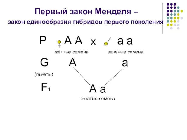 Первый закон Менделя – Р А А а а х жёлтые семена