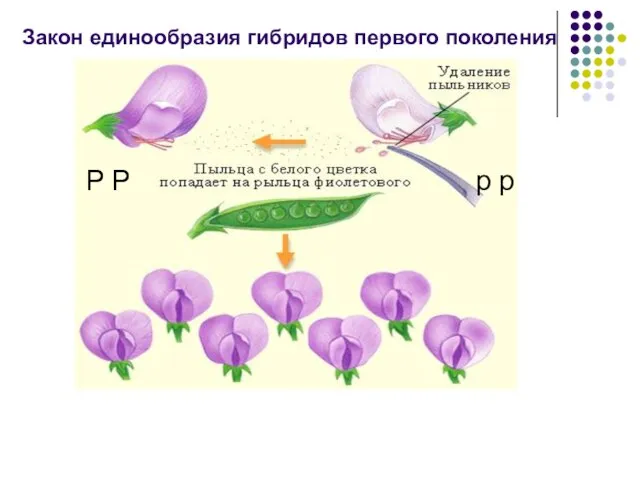 P P p p Закон единообразия гибридов первого поколения