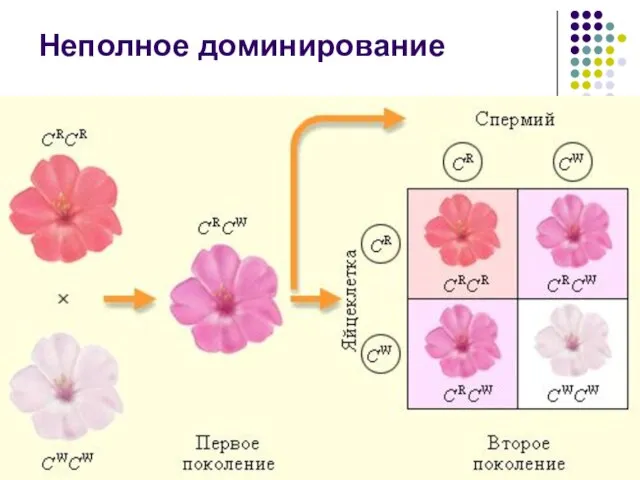 Неполное доминирование