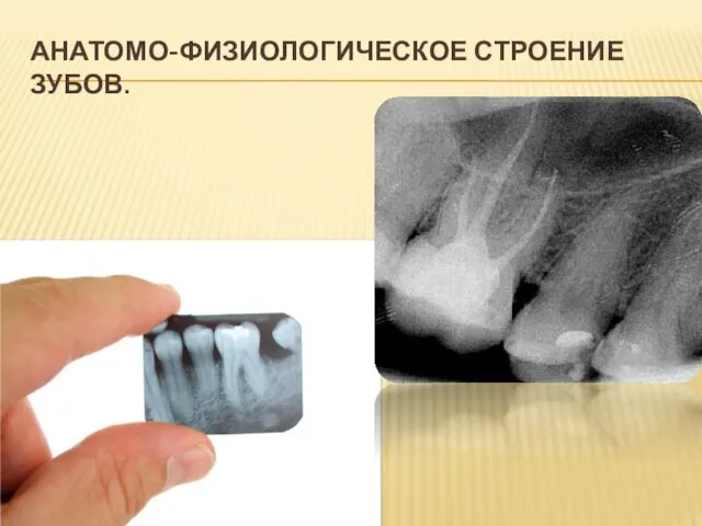 АНАТОМО-ФИЗИОЛОГИЧЕСКОЕ СТРОЕНИЕ ЗУБОВ.