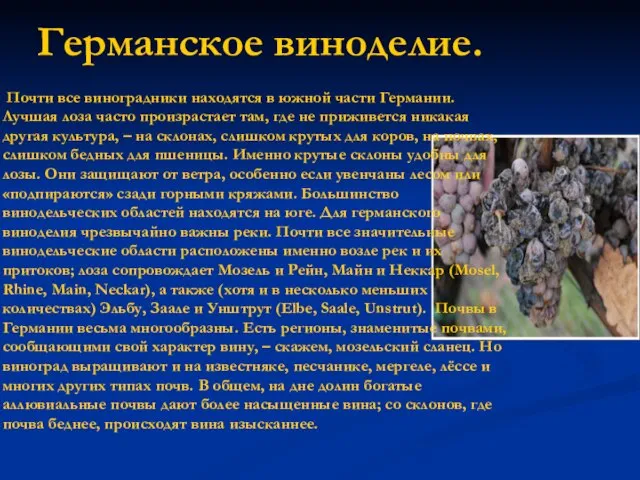 Германское виноделие. Почти все виноградники находятся в южной части Германии. Лучшая лоза