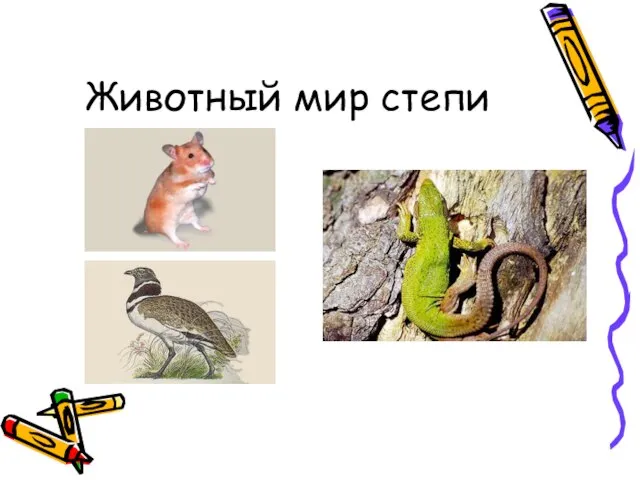 Животный мир степи