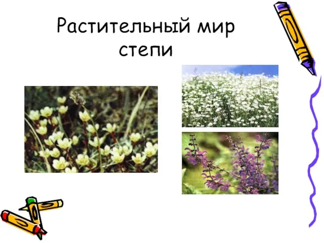 Растительный мир степи