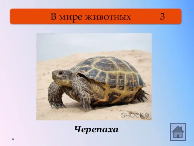 В мире животных 3 Я ползу неторопливо В толстом панцире с отливом.