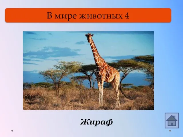 В мире животных 4 Он высокий, он огромный, Он похож на кран